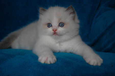 blue bicolor ragdoll for sale