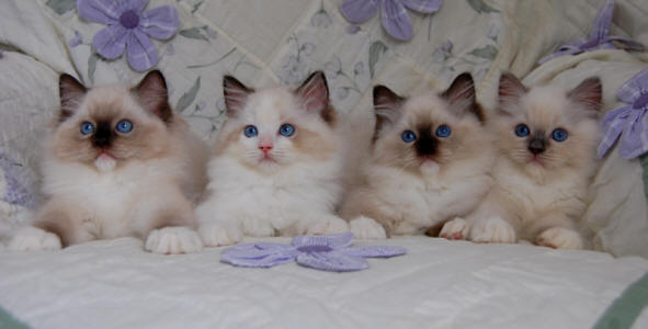 baby ragdoll