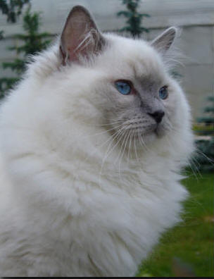 blue colorpoint ragdoll kitten